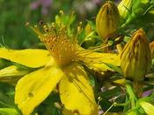 Millepertuis perforé (Hypericum perforatum)