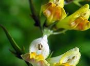 Mélampyre prés (Melampyrum pratense)