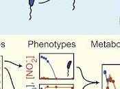 #Cell #génome #microbe #métabolite structure génomique prédit dynamique métabolites dans communautés microbiennes