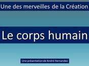 Divers corps humain