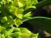 Laurier bois (Daphne laureola)