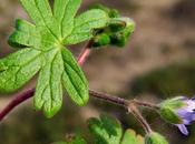 Géranium (Geranium molle)