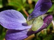 Violette odorante (Viola odorata)