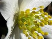 Anémone bois (Anemone nemorosa)