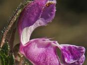 Lamier maculé (Lamium maculatum)