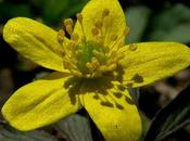 Anémone fausse renoncule (Anemone ranunculoides)