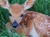 faon orphelin grandit milieu d'une meute chiens chasse photos)