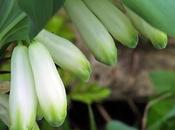 Sceau Salomon odorant (Polygonatum odoratum)