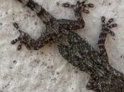 gecko Bordeaux