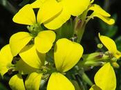 Vélar odorant (Erysimum odoratum)