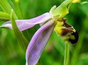 Ophrys abeille (Ophrys apifera)