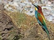 Guêpier d’Europe (Merops apiaster)