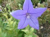 Quelques fleurs jardin cette semaine