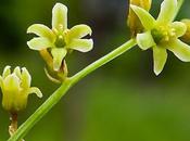 Tamier (Dioscorea communis)