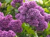 Quasiment lilas Park City cette année