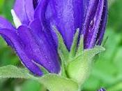 Campanule agglomérée (Campanula glomerata)