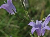 Campanule raiponce (Campanula rapunculus)