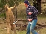 démontré kangourous n'aiment boxe