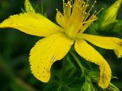 Millepertuis perforé (Hypericum perforatum)