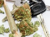 SÉCURITÉ routière Plus consommateurs cannabis roulent sous influence