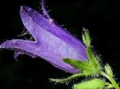 Campanule gantelée (Campanula trachelium)