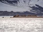 Expédition polaire Svalbard: morses colonie 100'000 guillemots