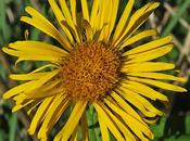 Inule feuilles saule (Inula salicina)