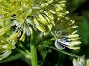 Pigamon rives (Thalictrum flavum)