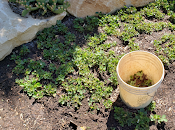 Quand dois arracher plants fraises