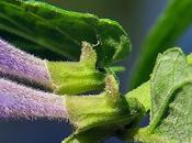 Scutellaire casque (Scutellaria galericulata)