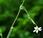 purgatif (Linum catharticum)