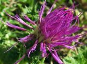 Cirse acaule (Cirsium acaulon)