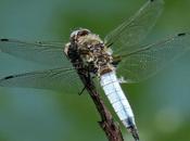 Libellule fauve (Libellula fulva)