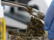 CANNABIS dangers d’une concentration plus élevée