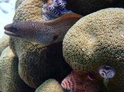 surpêche conduit anguilles l’extinction. technologie cellulaire Forsea Foods peut-elle sauver