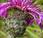 Centaurée scabieuse (Centaurea scabiosa)