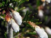 Bruyère arborescente (Erica arborea)