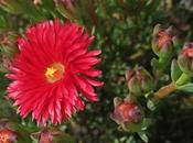 Figuier Hottentots (Carpobrotus edulis)