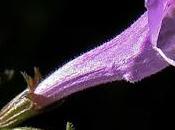 Calament officinal (Clinopodium nepeta subsp. sylvaticum