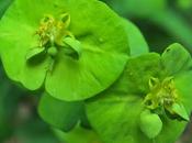 Euphorbe bois (Euphorbia amygdaloides)