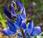 Lupin folioles étroites (Lupinus angustifolius)