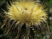 Carline commune (Carlina vulgaris)