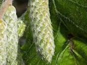 Noisetier, coudrier (Corylus avellana)