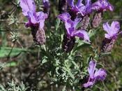 Lavande toupets (Lavandula stoechas)