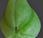 Scille deux feuilles (Scilla bifolia)