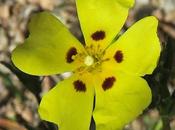 Hélianthème taché (Tuberaria guttata)