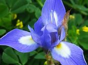 Iris faux sisyrhinque (Moraea sisyrinchium)