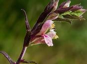 Odontite rouge (Odontites vernus)