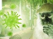 VARIOLE SINGE Pourquoi monkeypox reste menace