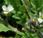 Bourse pasteur commune (Capsella bursa-pastoris)